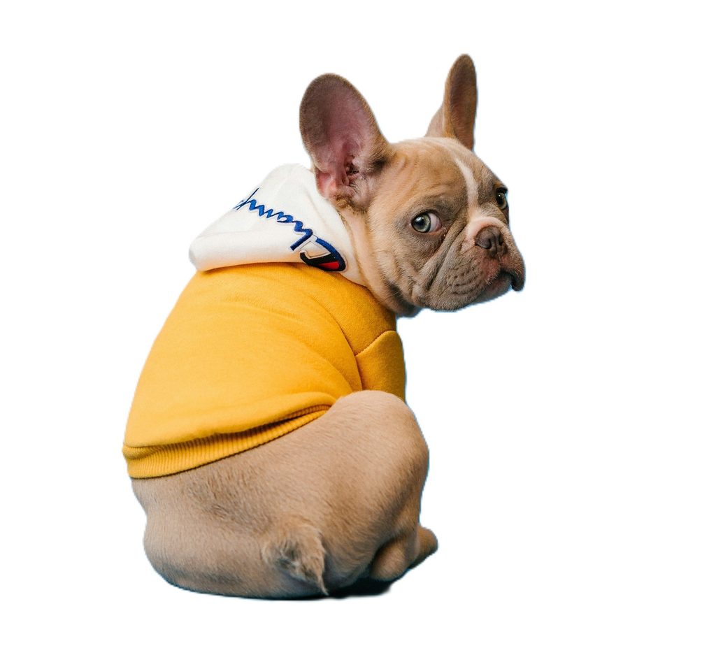 犬が飼い主に振り返っている画像